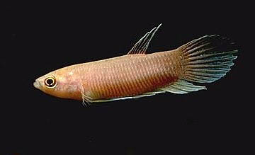 Betta anabatoides